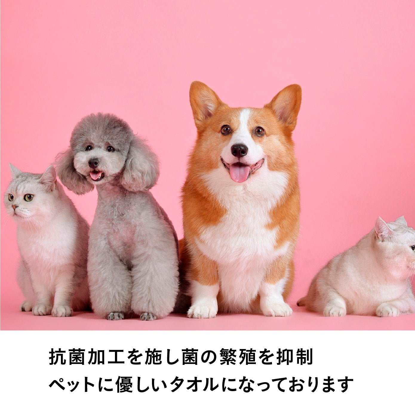 抗菌カラリペット